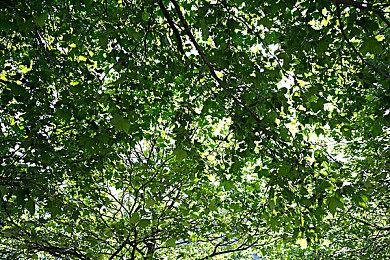 《地平线：西之绝境》完整版3＆21登陆PC 支持DLSS3